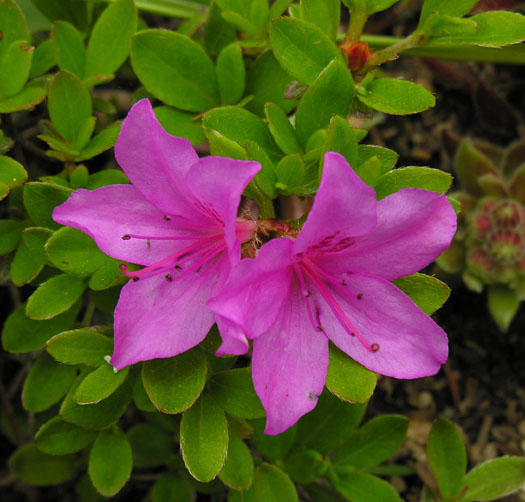 Rhododendron kiusianum North American Rock Garden Society